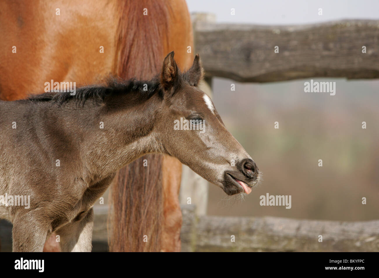 Quarter Horse Foal Stock Photo Alamy