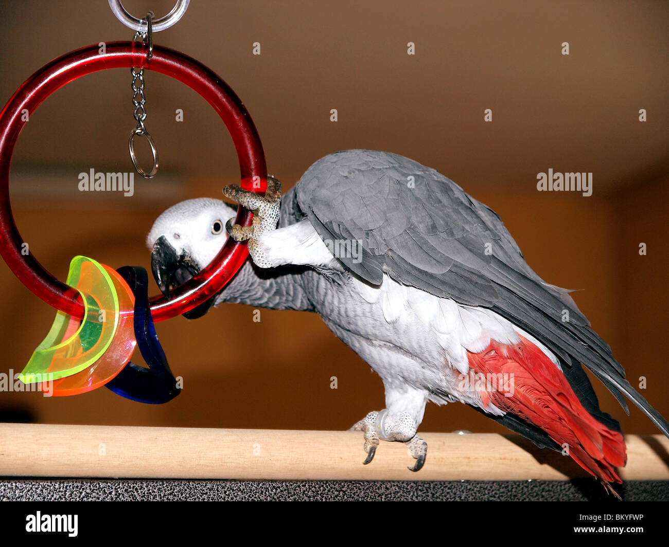 playing african grey parrot Stock Photo