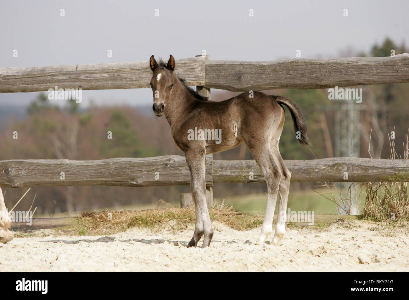 Quarter Horse Foal Stock Photo Alamy