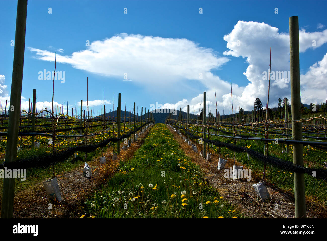 Organic vineyard weeds allowed to grow between trellis wires of grape vine rows Stock Photo