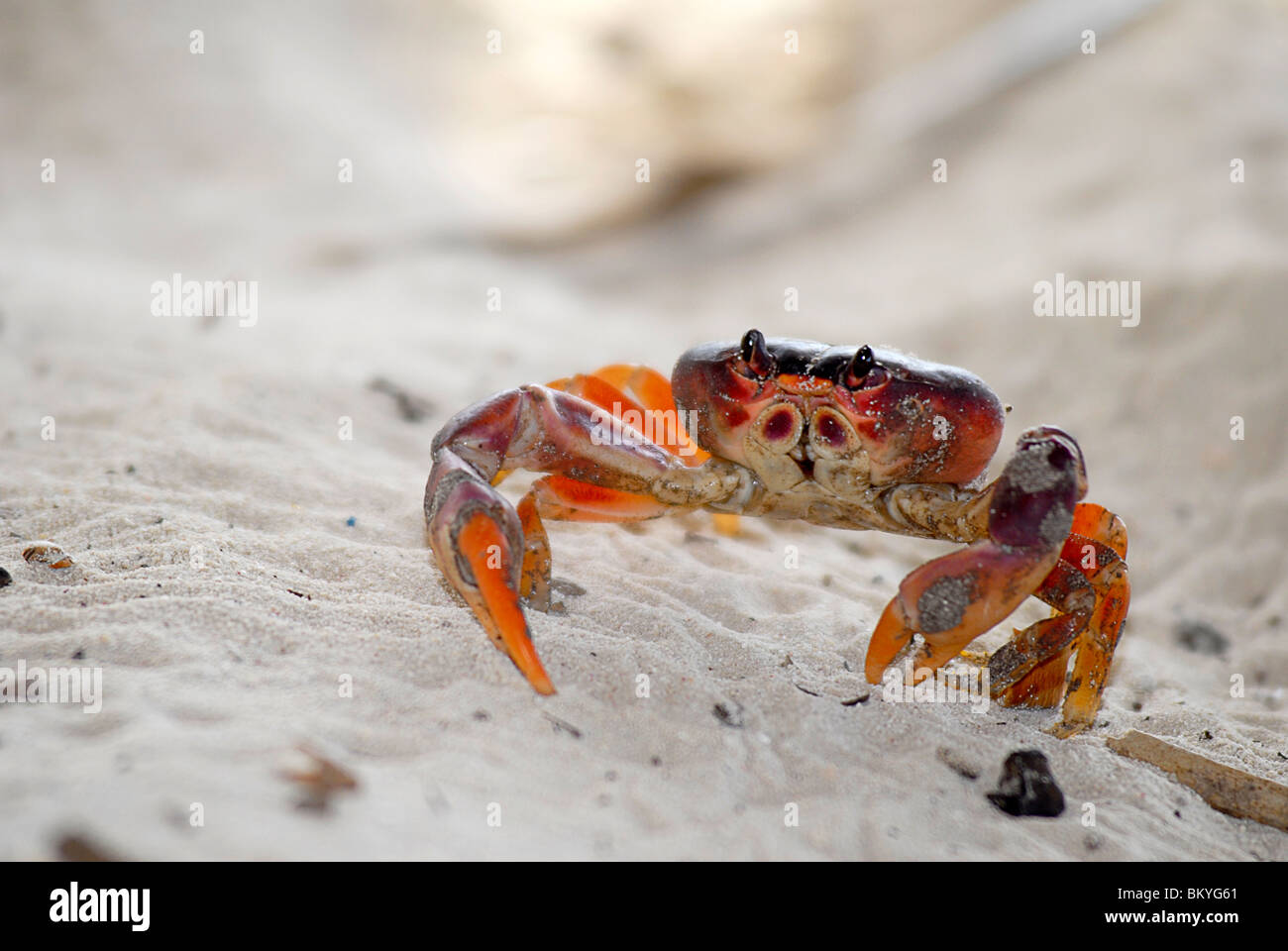Crab exploring the beach Stock Photo