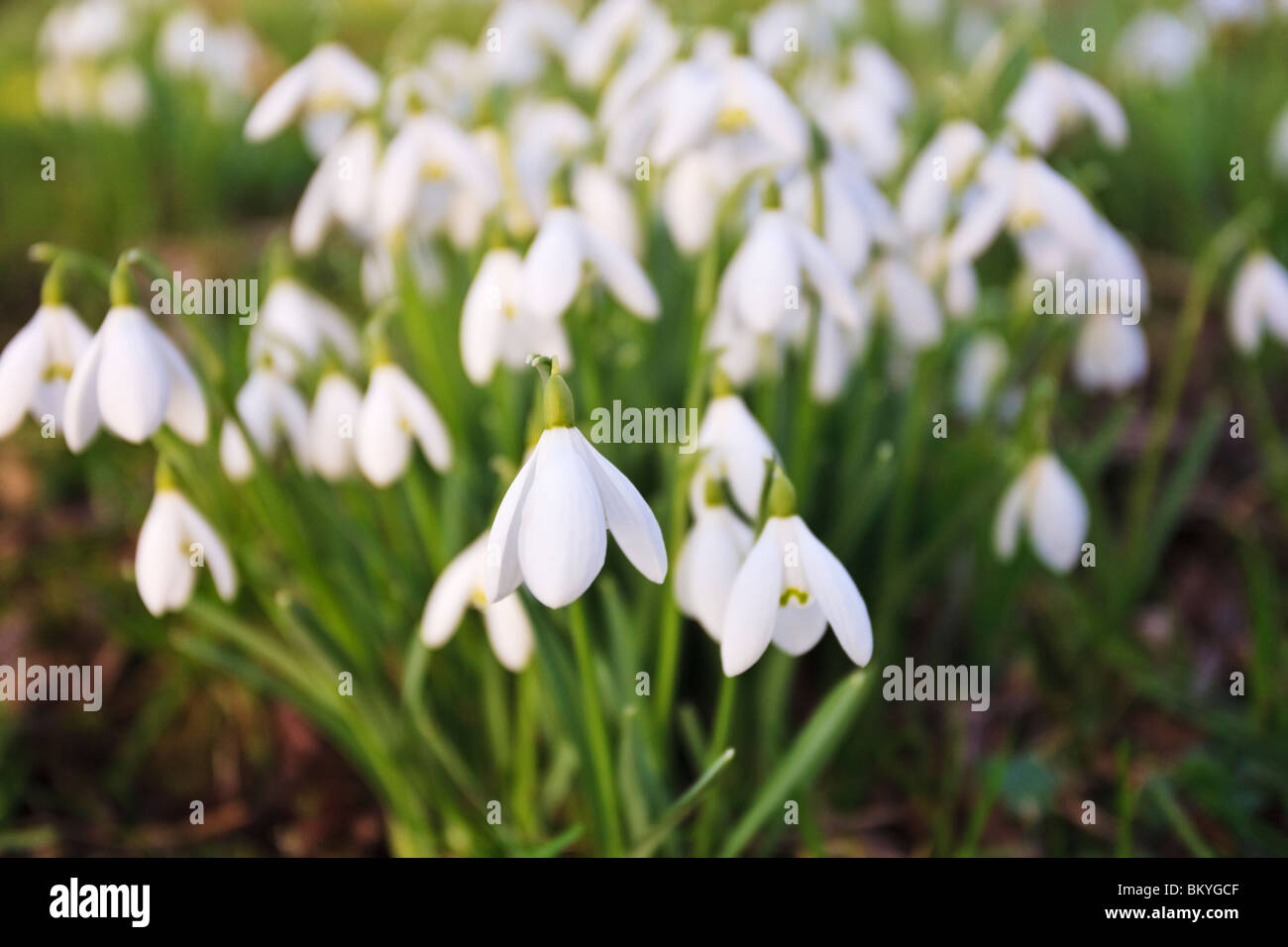 Snowdrops growing in Bovevagh churchyard, County Derry, Northern Ireland Stock Photo