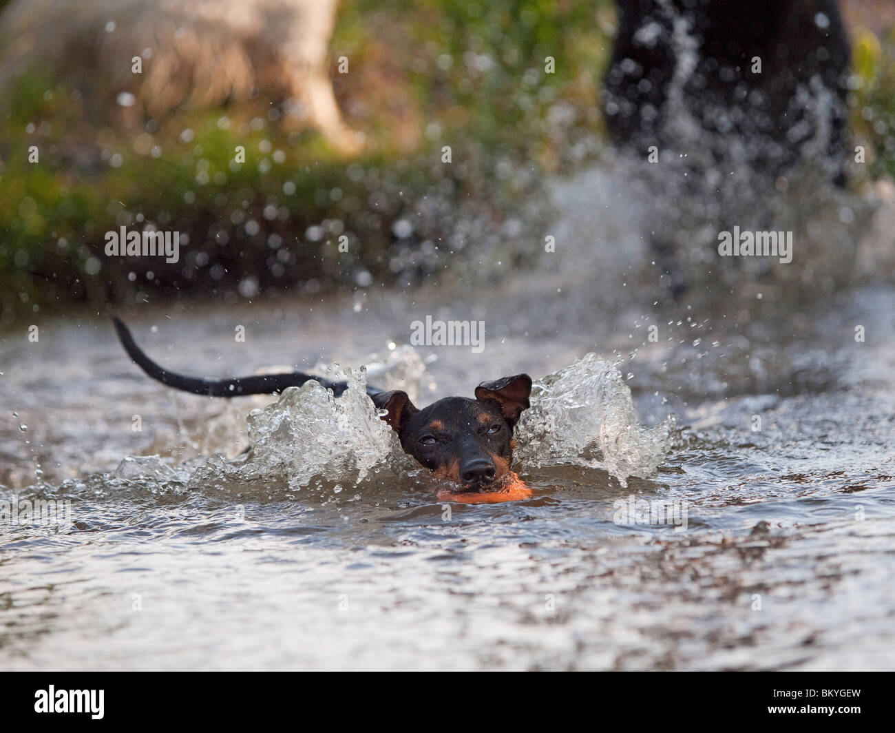 Can Manchester Terriers Swim