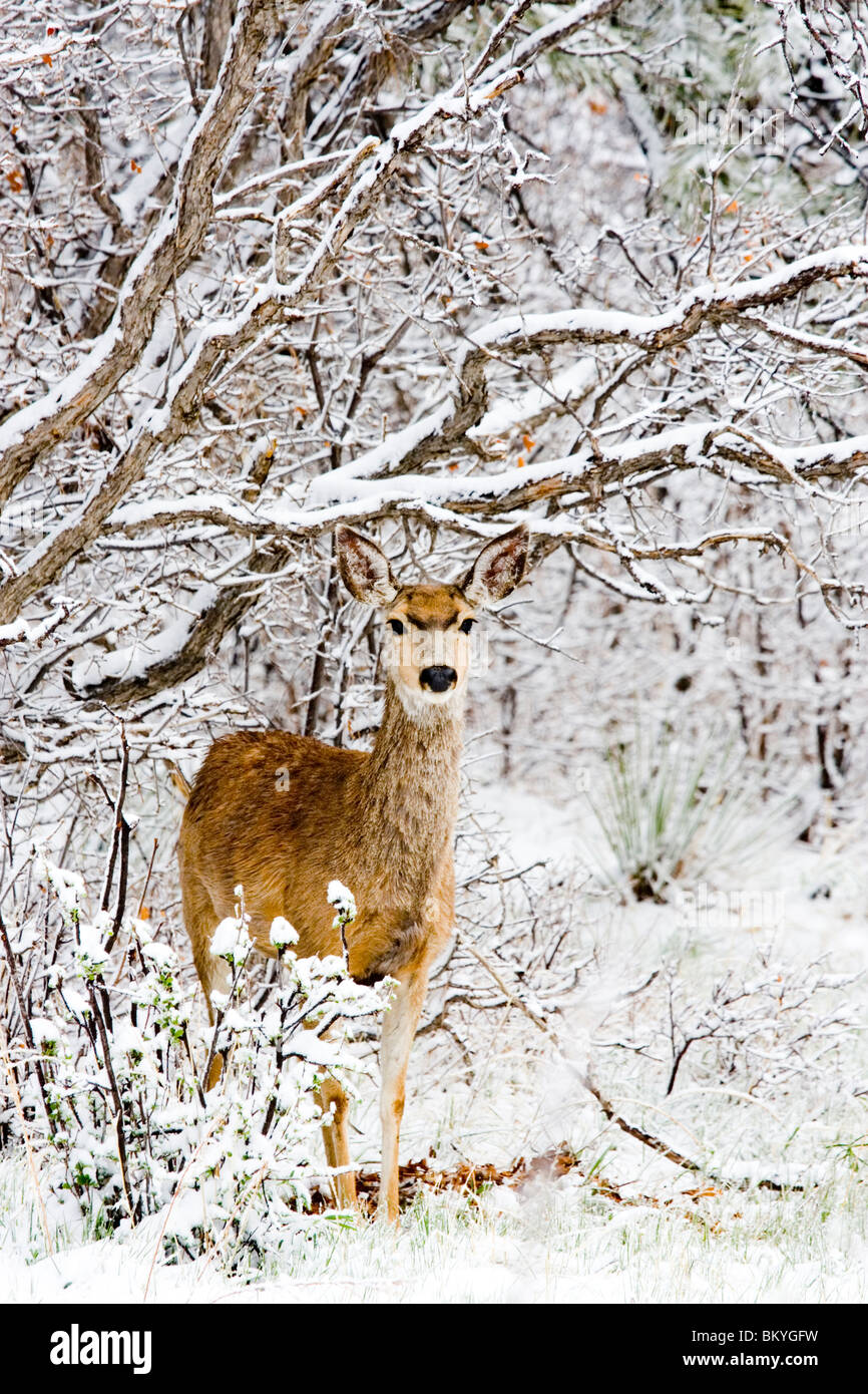 Mule deer does brave a cold Colorado winter snowstorm in the pine forest. Stock Photo