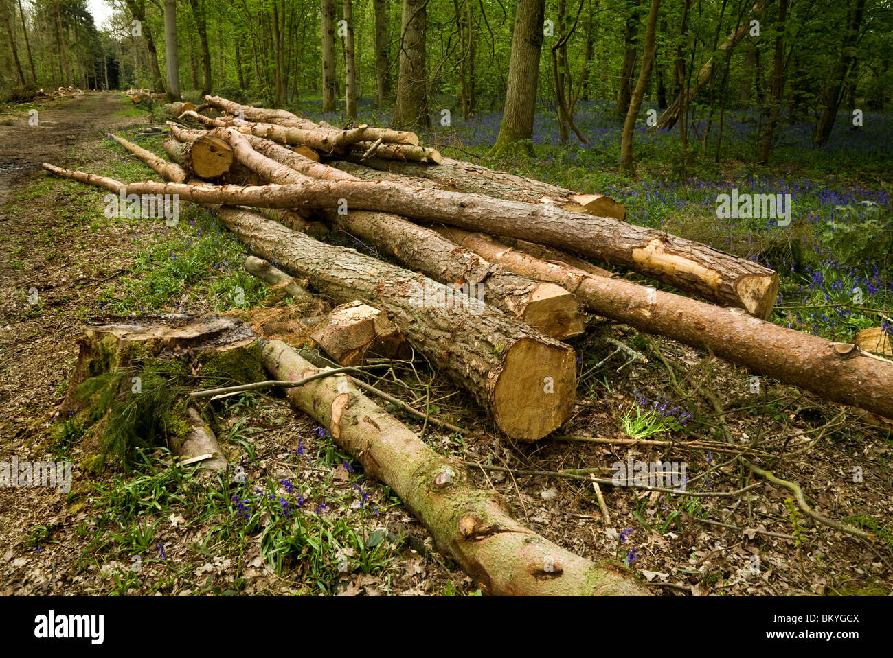 Forest and woodland management by the National Trust at Blickling in Norfolk, UK. Stock Photo