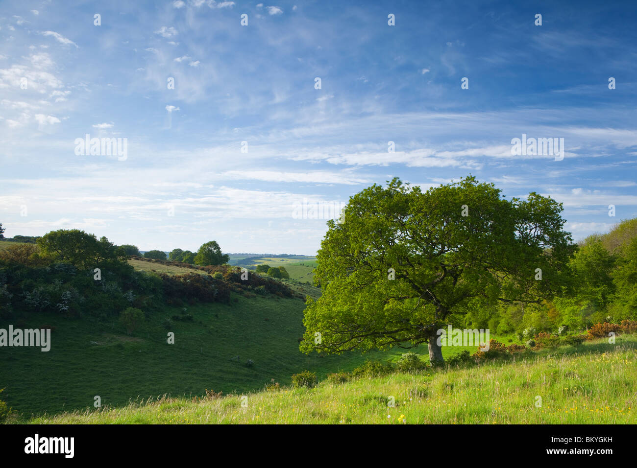 A photograph of a tree in the landscape with blue sky and fair weather cloud above the English countryside in summer Stock Photo