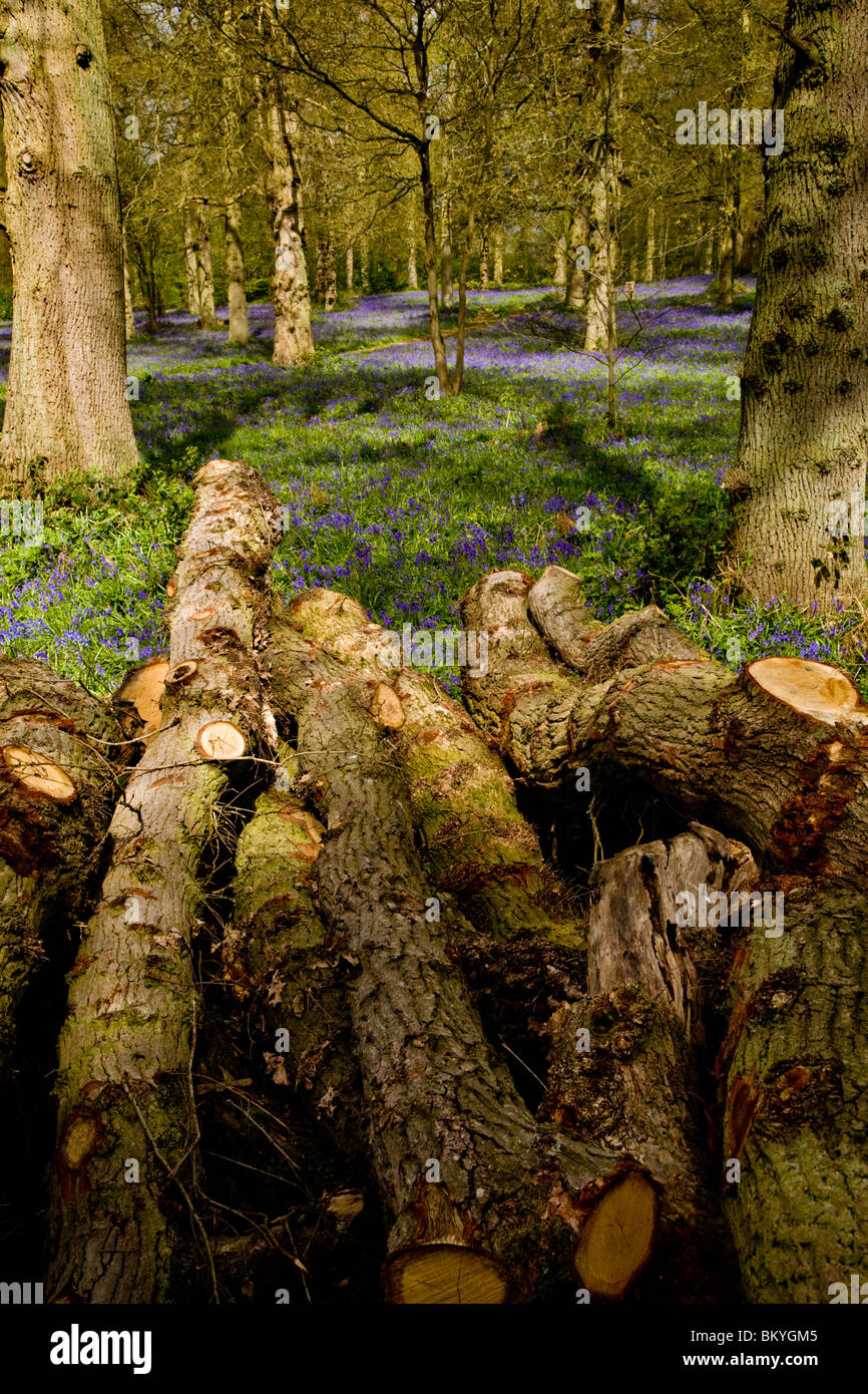 Forest and woodland management by the National Trust at Blickling in Norfolk, UK. Stock Photo
