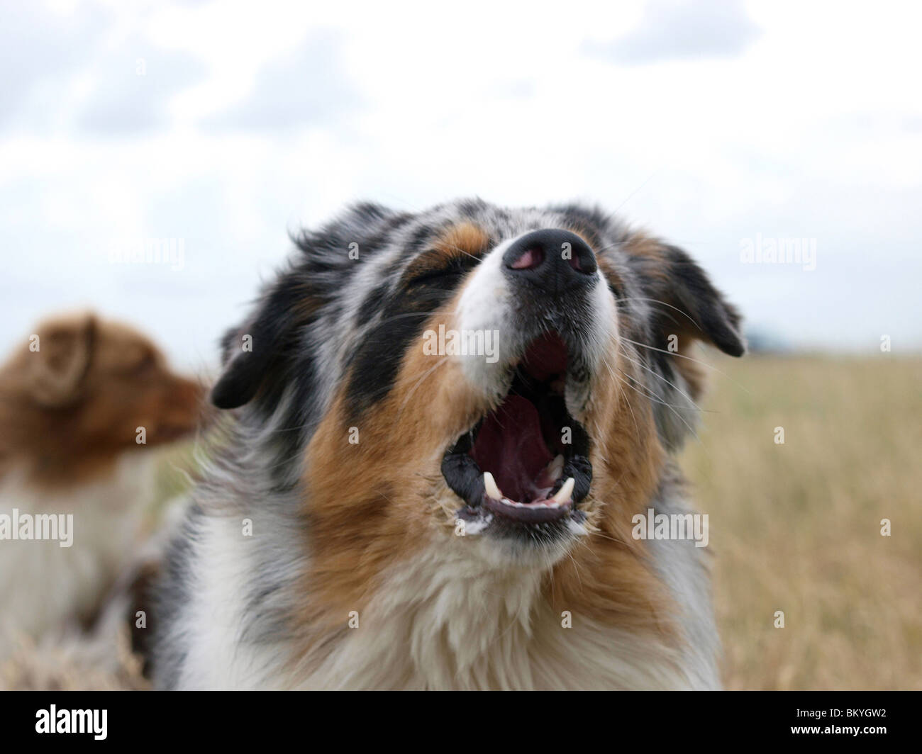 Aussie Barking High Resolution Stock Photography and Images - Alamy