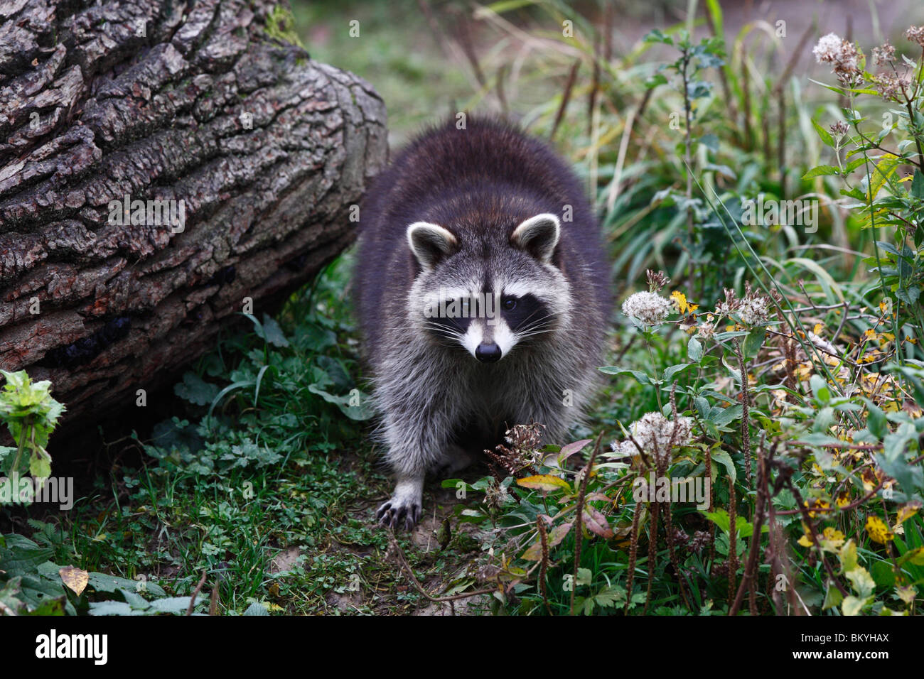 Waschbär, raccoon, Procyon, lotor Stock Photo