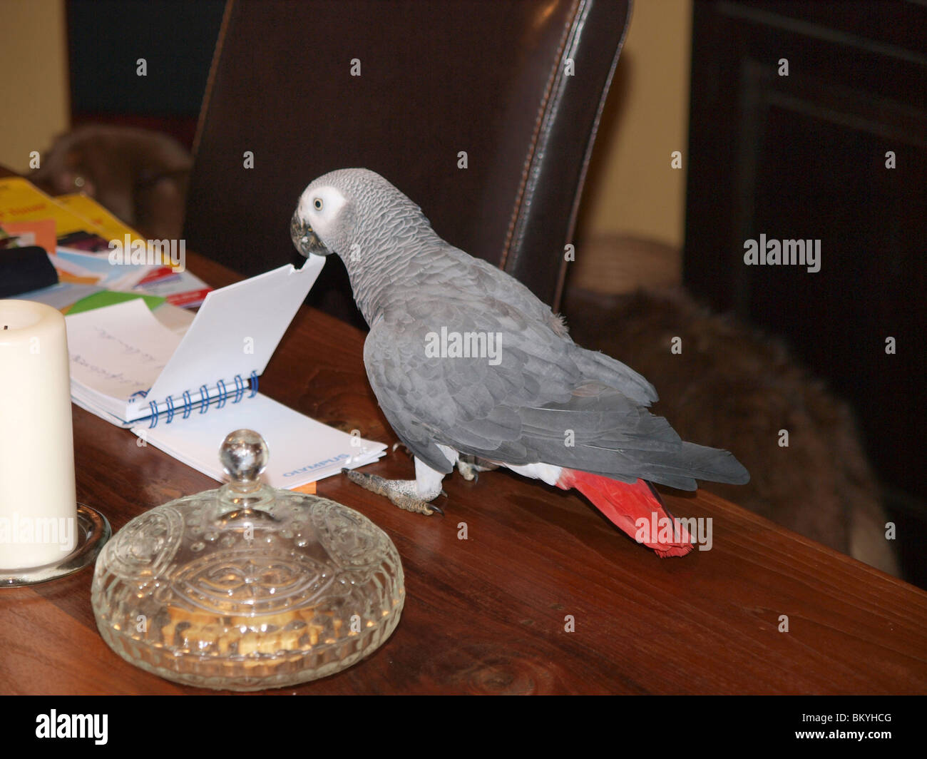 african grey parrot Stock Photo
