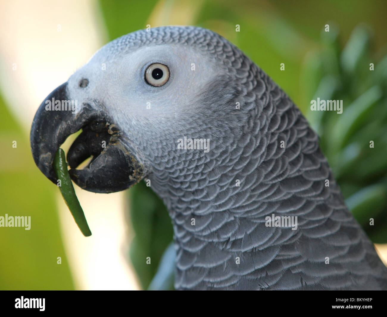 A congo african grey parrot hires stock photography and images Alamy