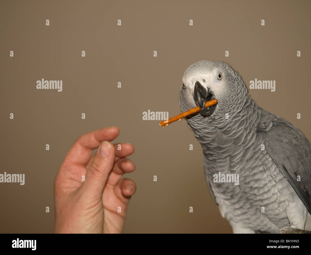 eating african grey parrot Stock Photo Alamy