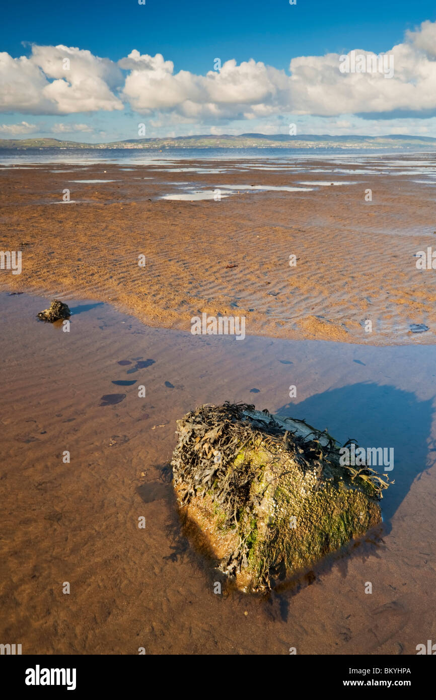 Seaweed covered rock on Lough Foyle near Balls Point at the mouth of the River Roe, County Derry, Northern Ireland Stock Photo