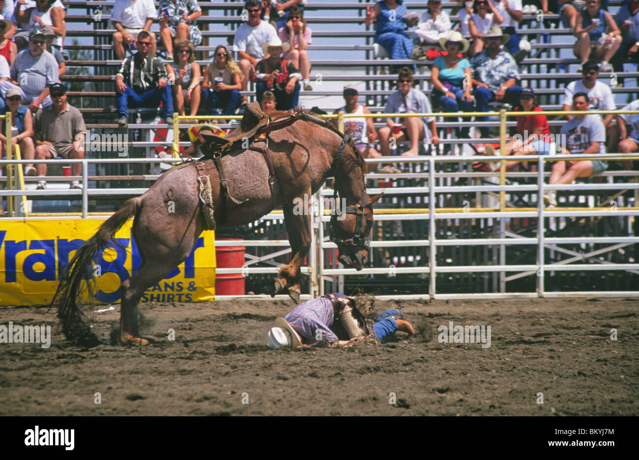 A saddle bronc takes a dislike to a cowboy at the Sisters Rodeo in Sisters, Oregon Stock Photo