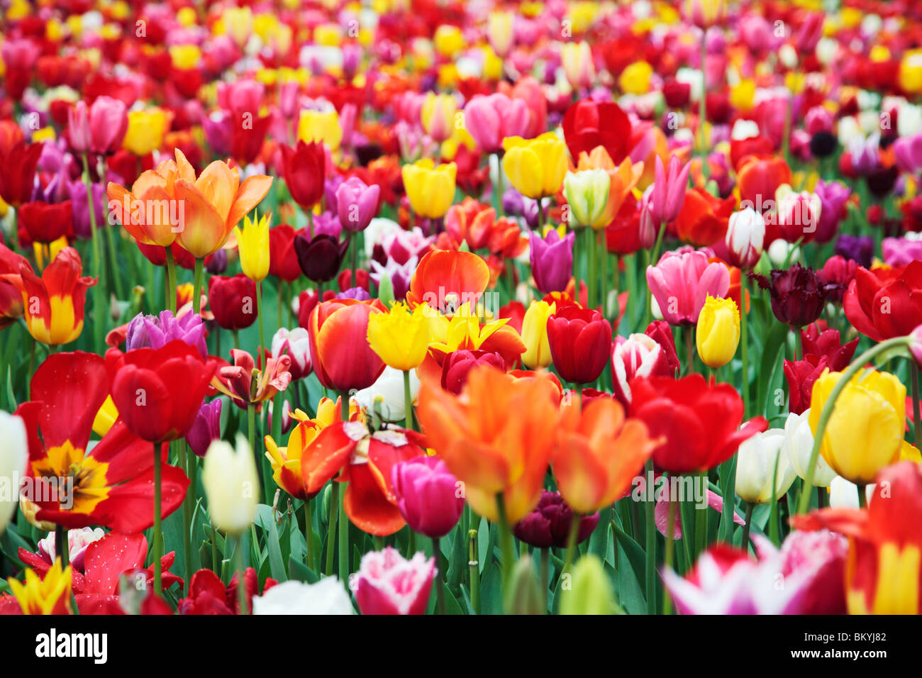 Mixed Tulip Flowers Stock Photo Alamy