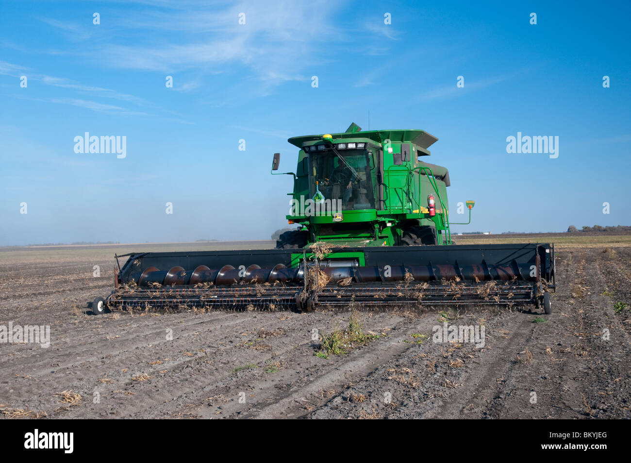Edible bean harvest on the Froese farm near Winkler, Manitoba, Canada. Stock Photo