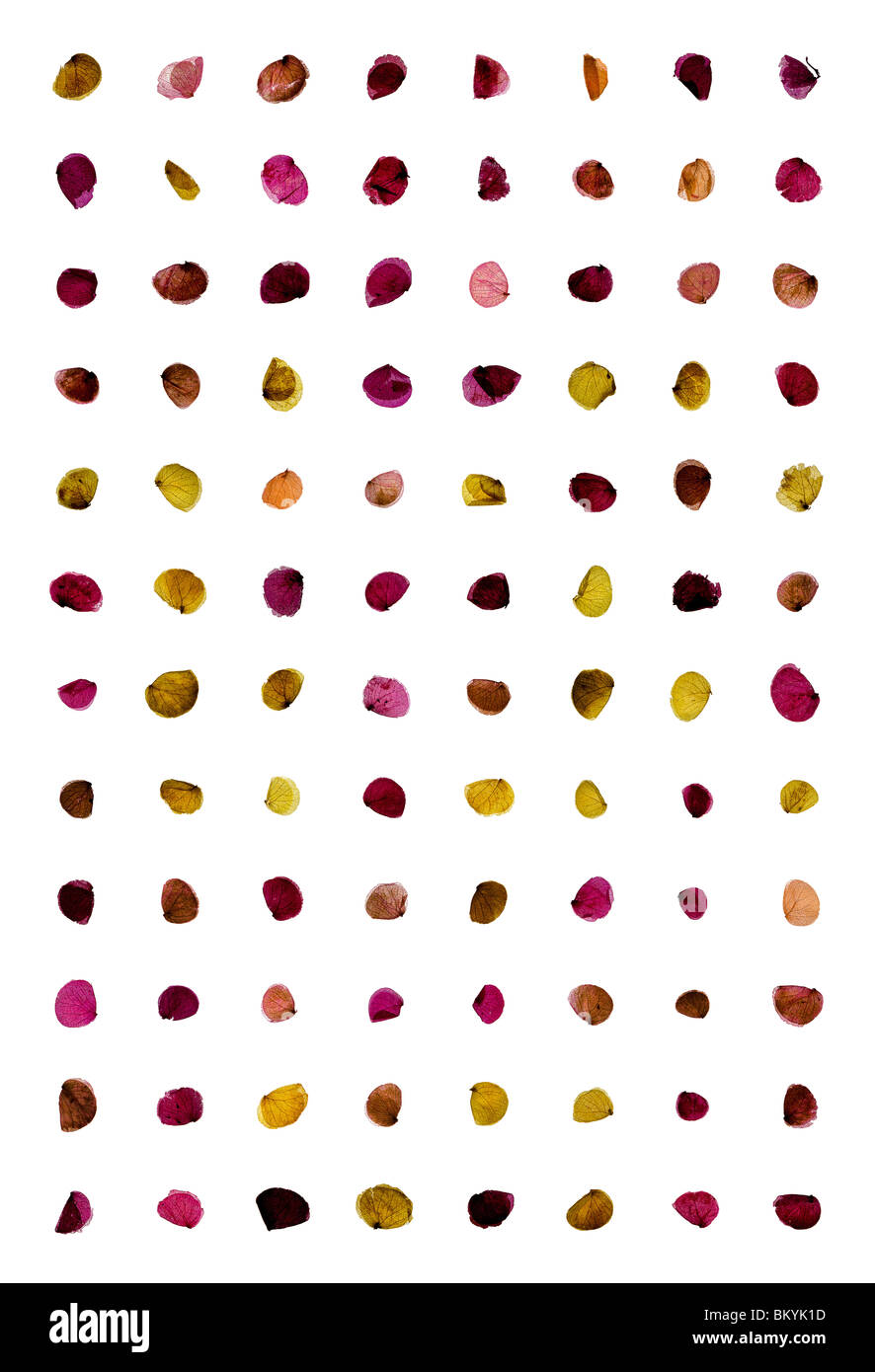 Confetti hires stock photography and images Alamy