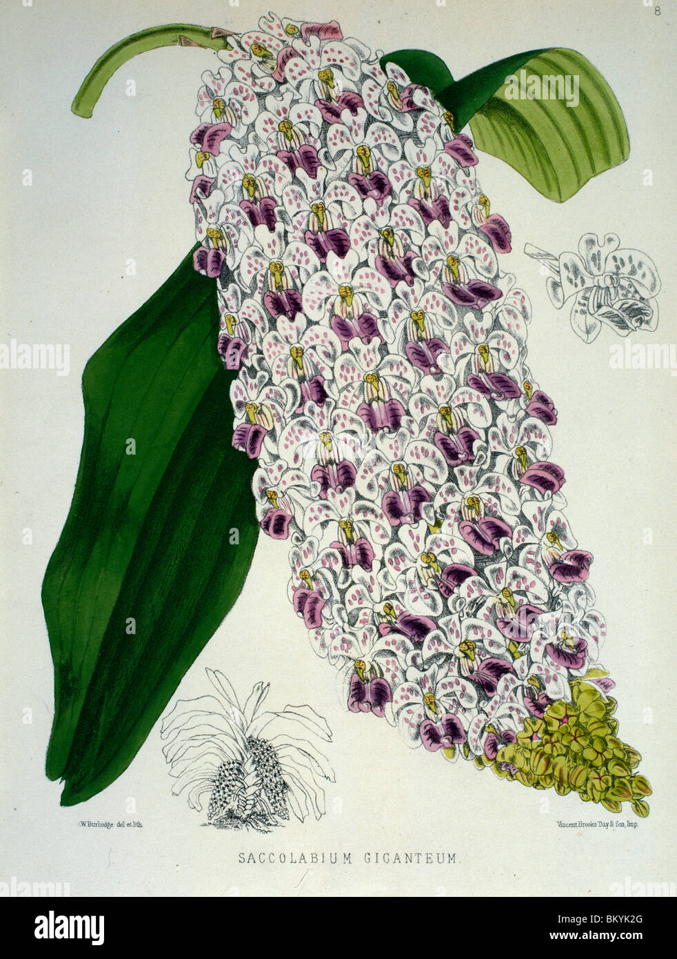 Saccolabium Gicanteum by Samuel Jennings from Orchids and How to Grow Them  (active 1789-1834 )  USA  Chicago  Newberry Library Stock Photo