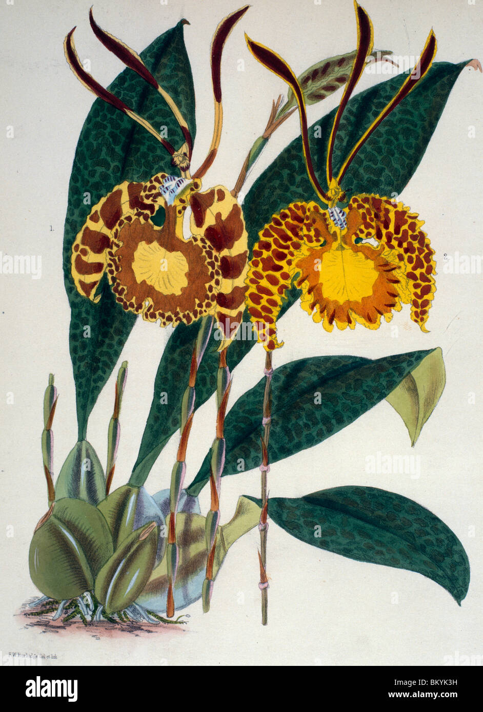 Oncidium Papilio Pictum by Samuel Jennings from Orchids: And How to Grow Them  (active 1789-1834 )  USA  Chicago  Newberry Stock Photo