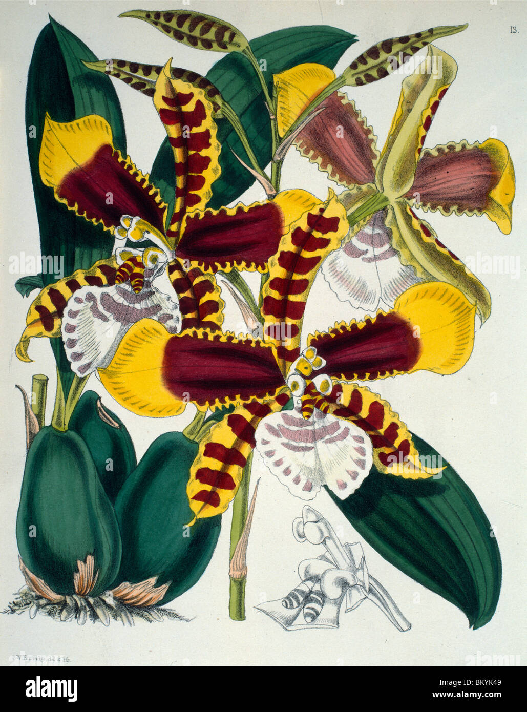 Odontoglossum Grande by Samuel Jennings from Orchids: And How to Grow Them  (active 1789-1834 )  USA  Chicago  Newberry Library Stock Photo