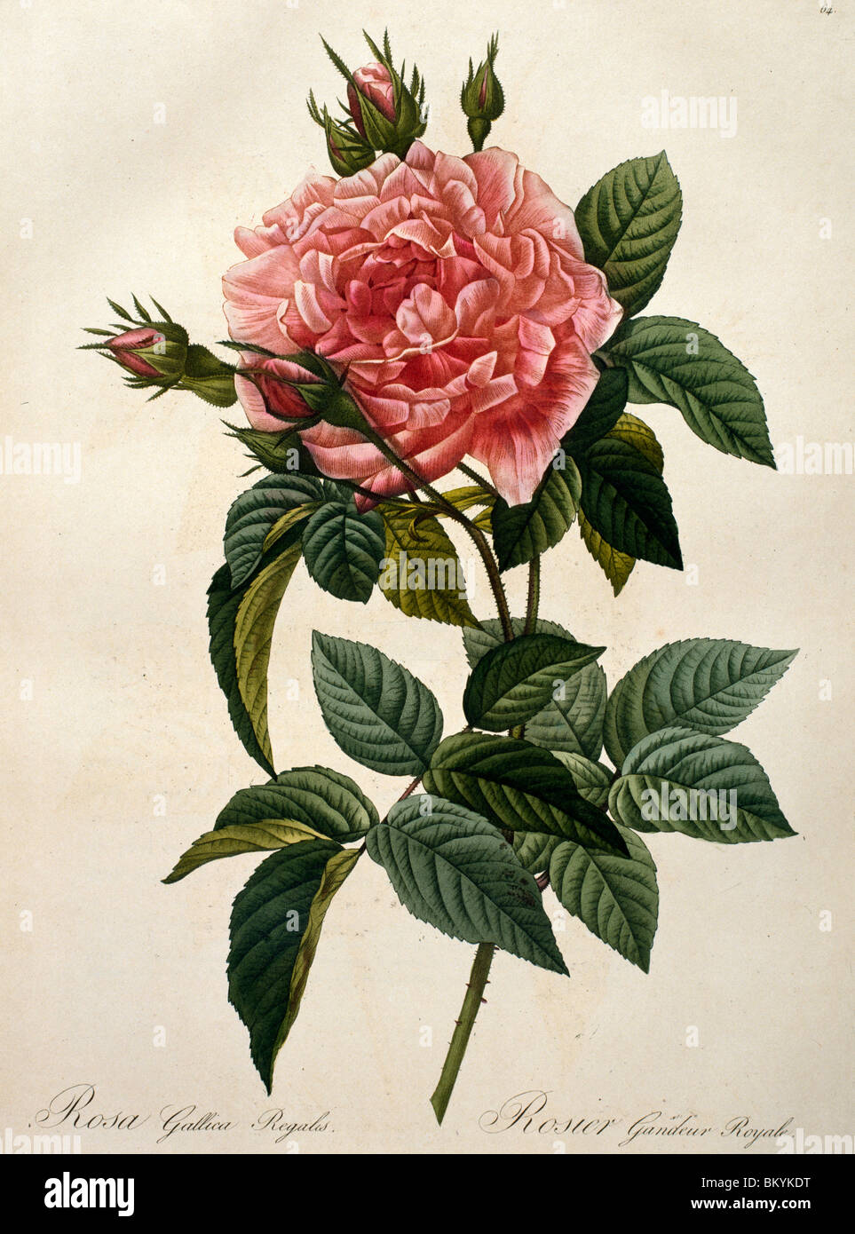 Pierre-Joseph Redouté Les Roses French Rose Rosa Galluca Offuenalis Print 24 394 