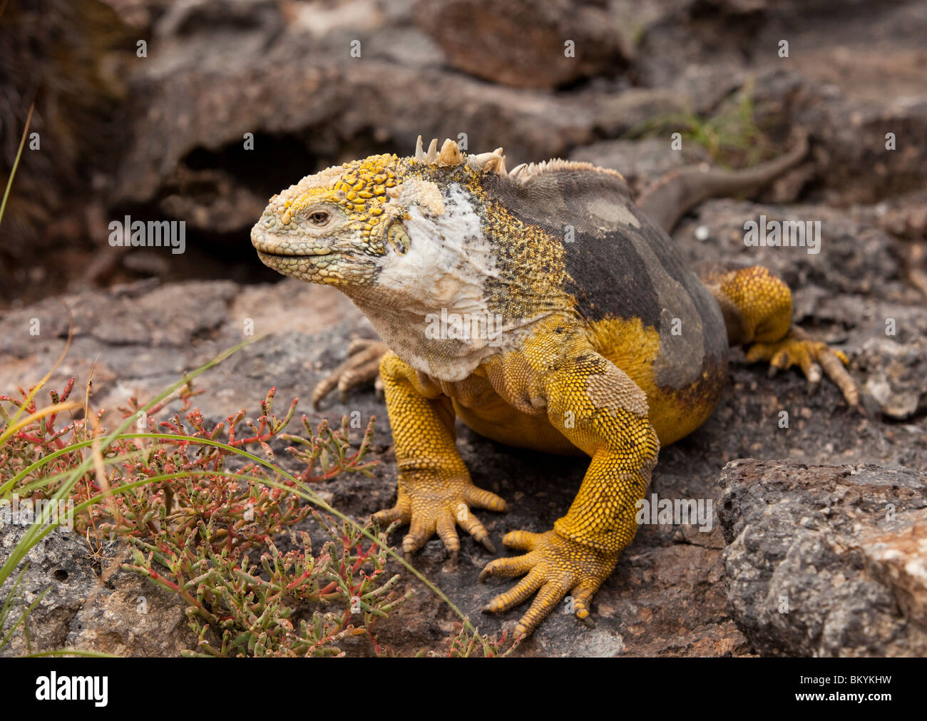 A Land Iguana on South Plaza Island in the Galapagos Islands Stock Photo