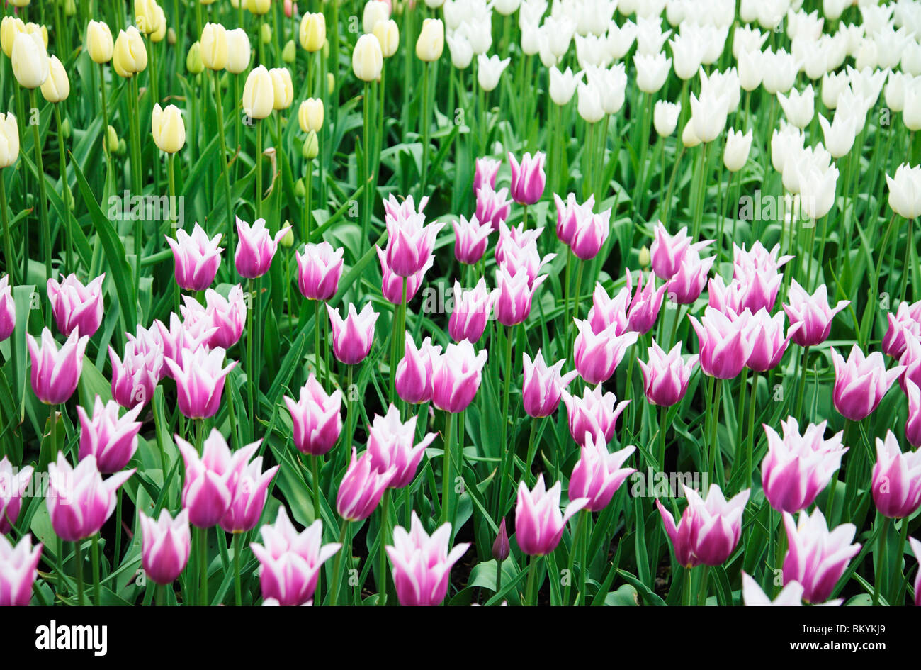 Mixed Tulip Flowers Stock Photo
