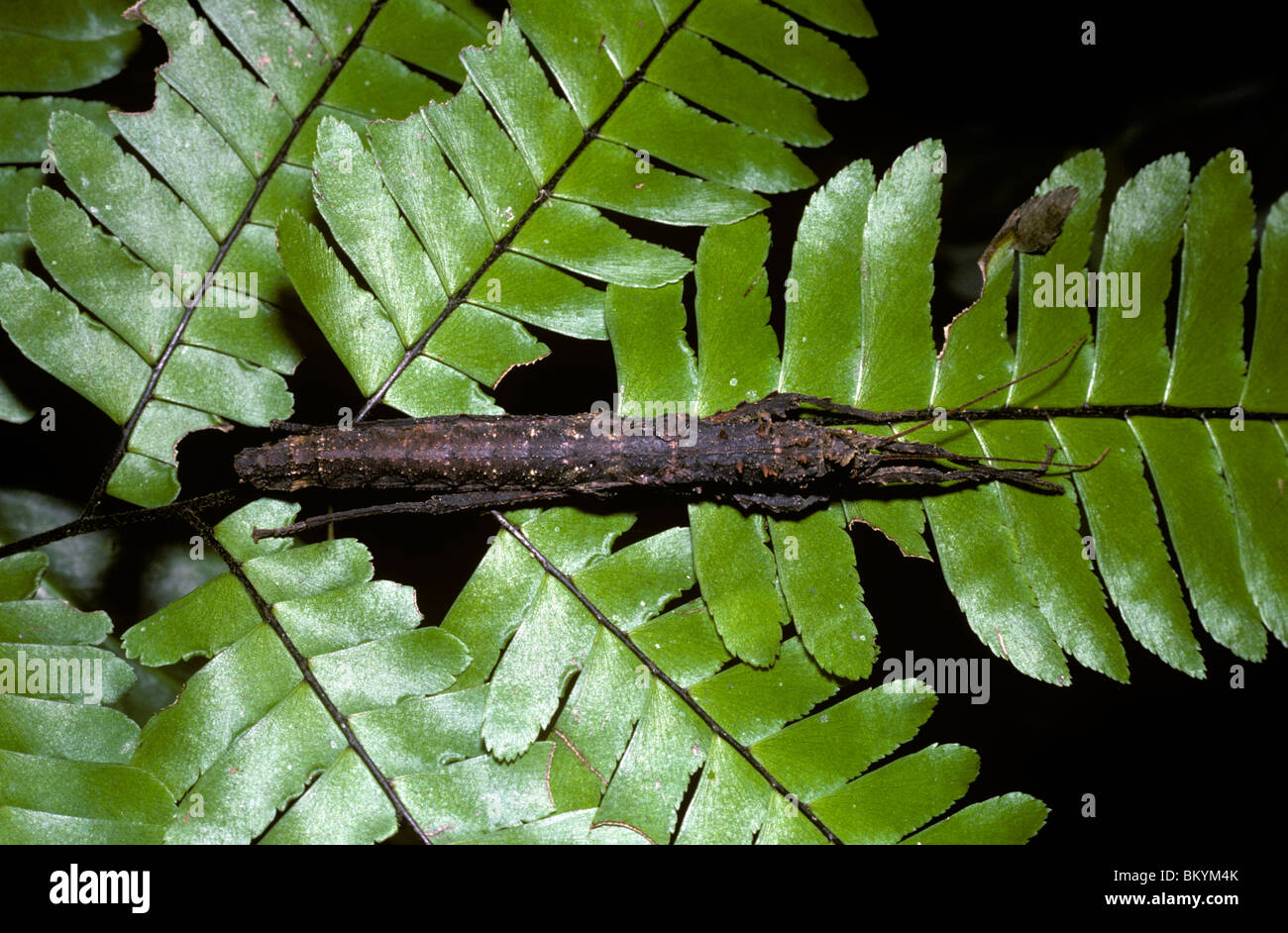 Stick insect/ walkingstick (Acanthoclonia paradoxa) on a fern ( Adiantum sp.); in rainforest Trinidad Stock Photo
