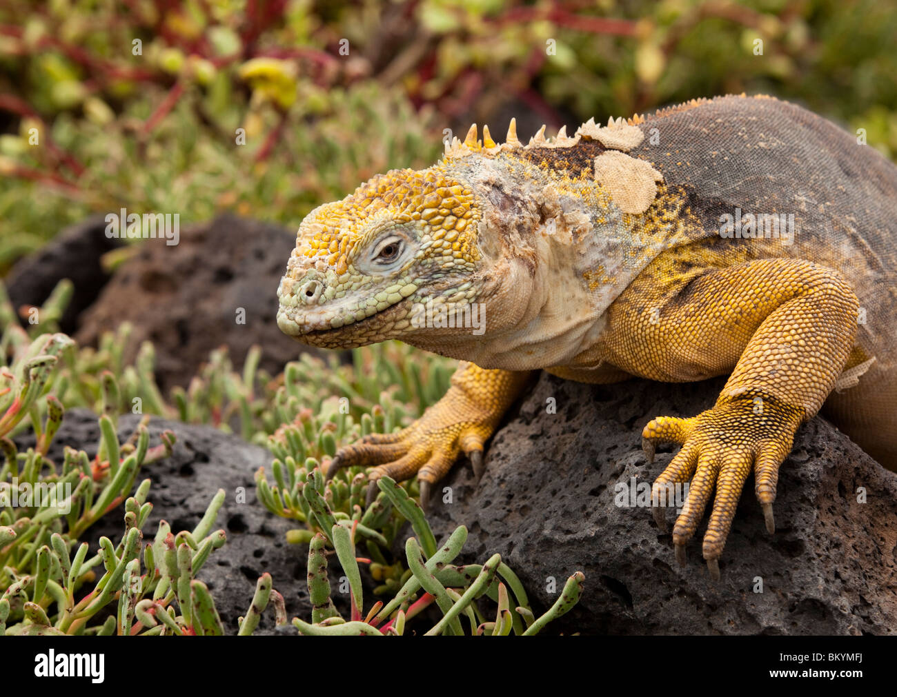 A Land Iguana on South Plaza Island in the Galapagos Islands Stock Photo