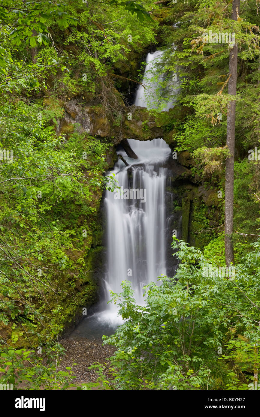 Gifford Pinchot National Forest, WA Curly Creek falls in summer Stock