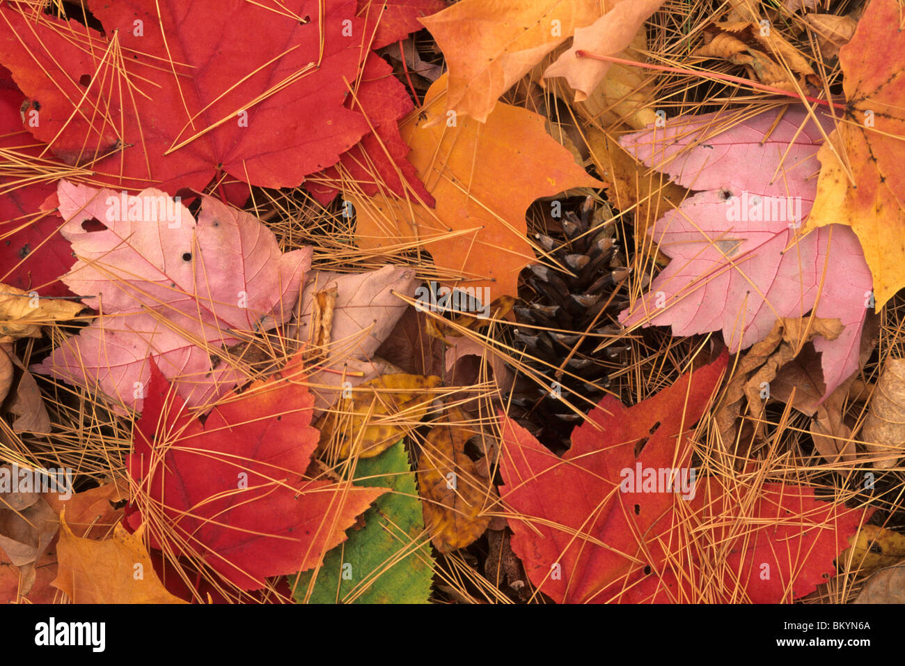 Leaves on a forest floor hi-res stock photography and images - Alamy