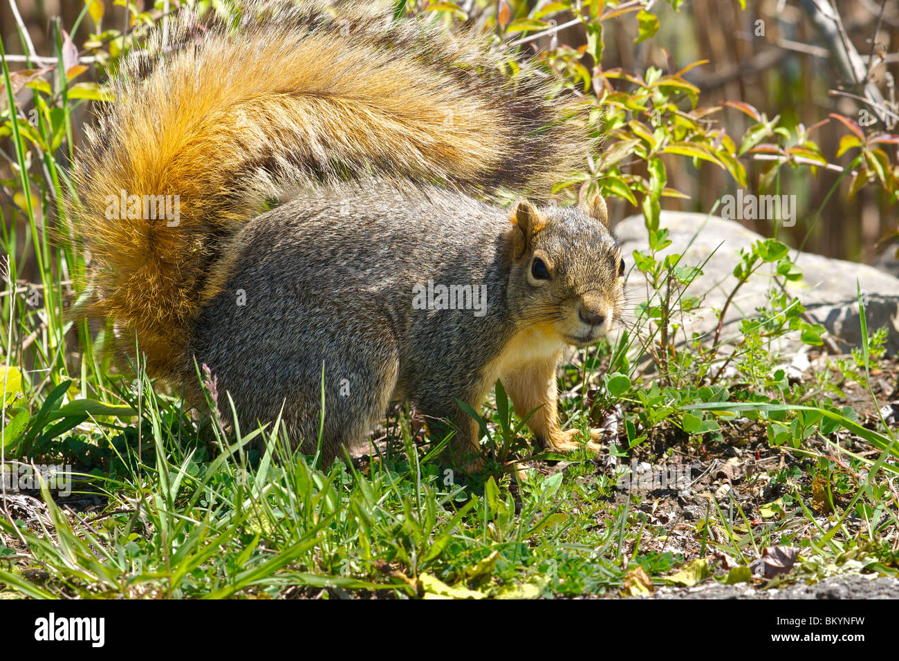 Docile wild squirrel at Sheldon Marsh in Ohio Stock Photo