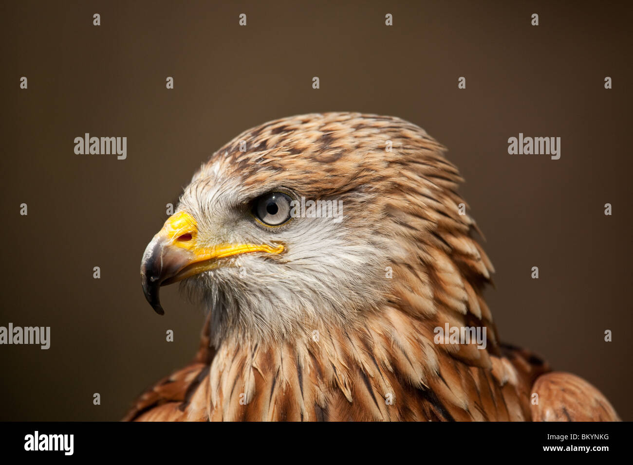 A profile view of a solitary Red Kite bird of prey Stock Photo