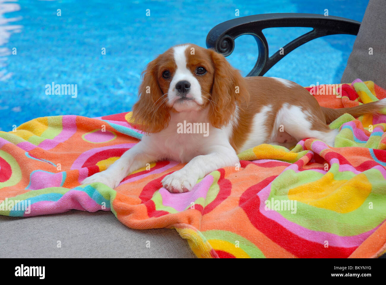 Cavalier king charles spaniels hires stock photography and images Alamy