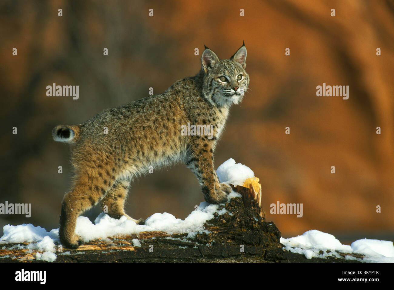 Bobcat Lynx rufus North America Stock Photo