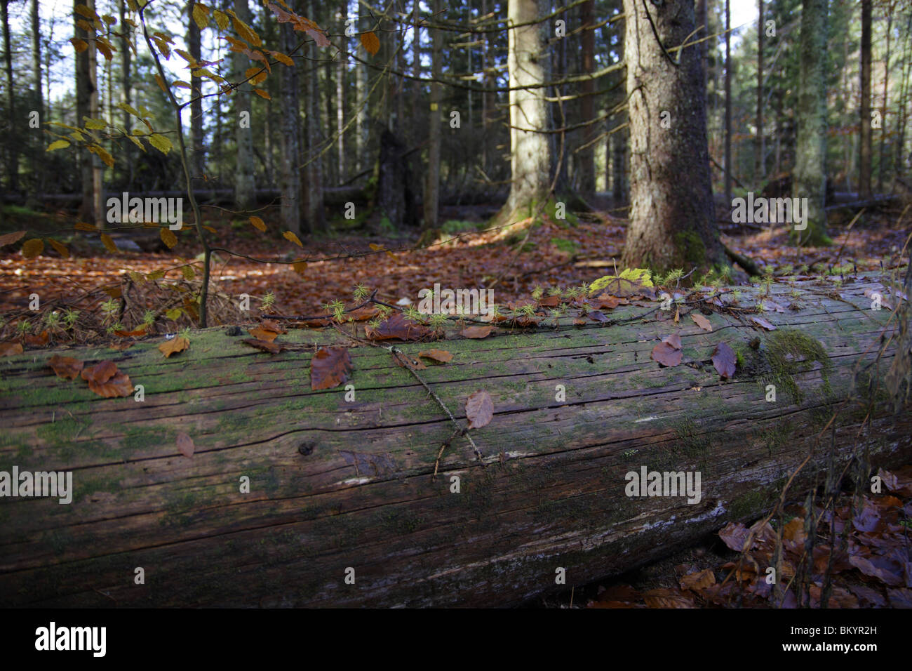 young spruce trees, Stock Photo