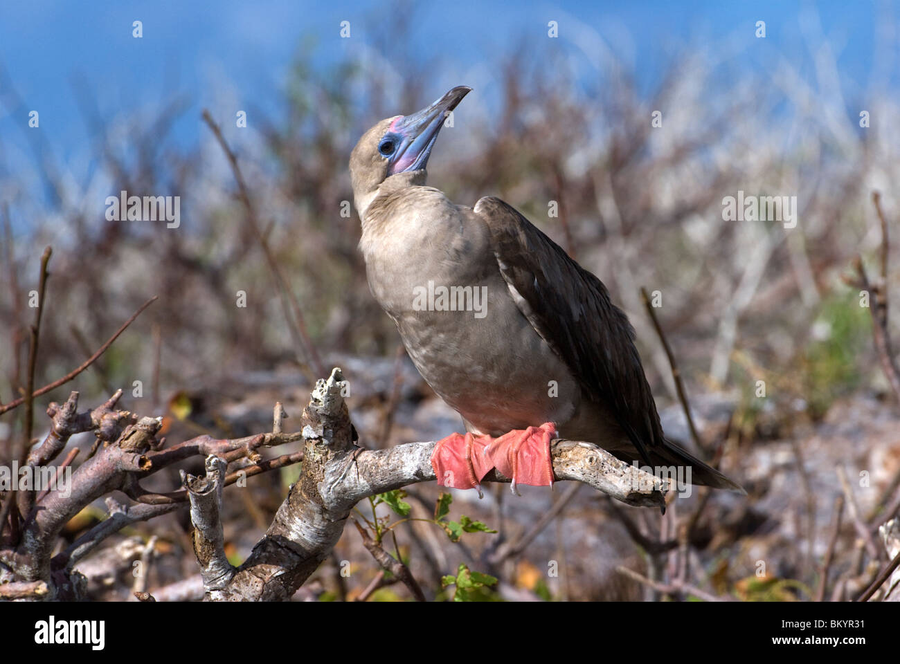 Red-footed Booby, Sula sula Stock Photo
