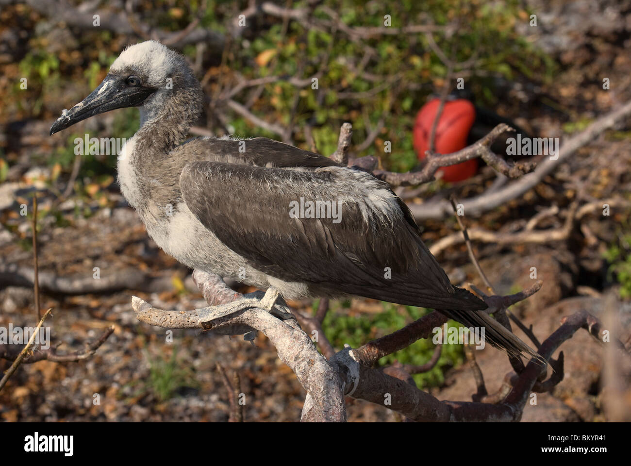 Red-footed Booby, Sula sula, juvenile Stock Photo