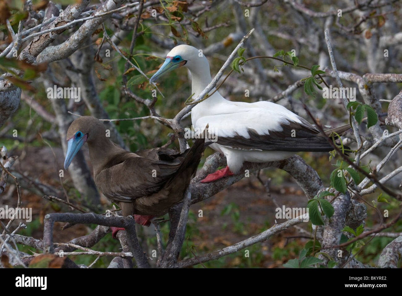 Pair Red-footed Boobies, Sula sula, male white phase Stock Photo