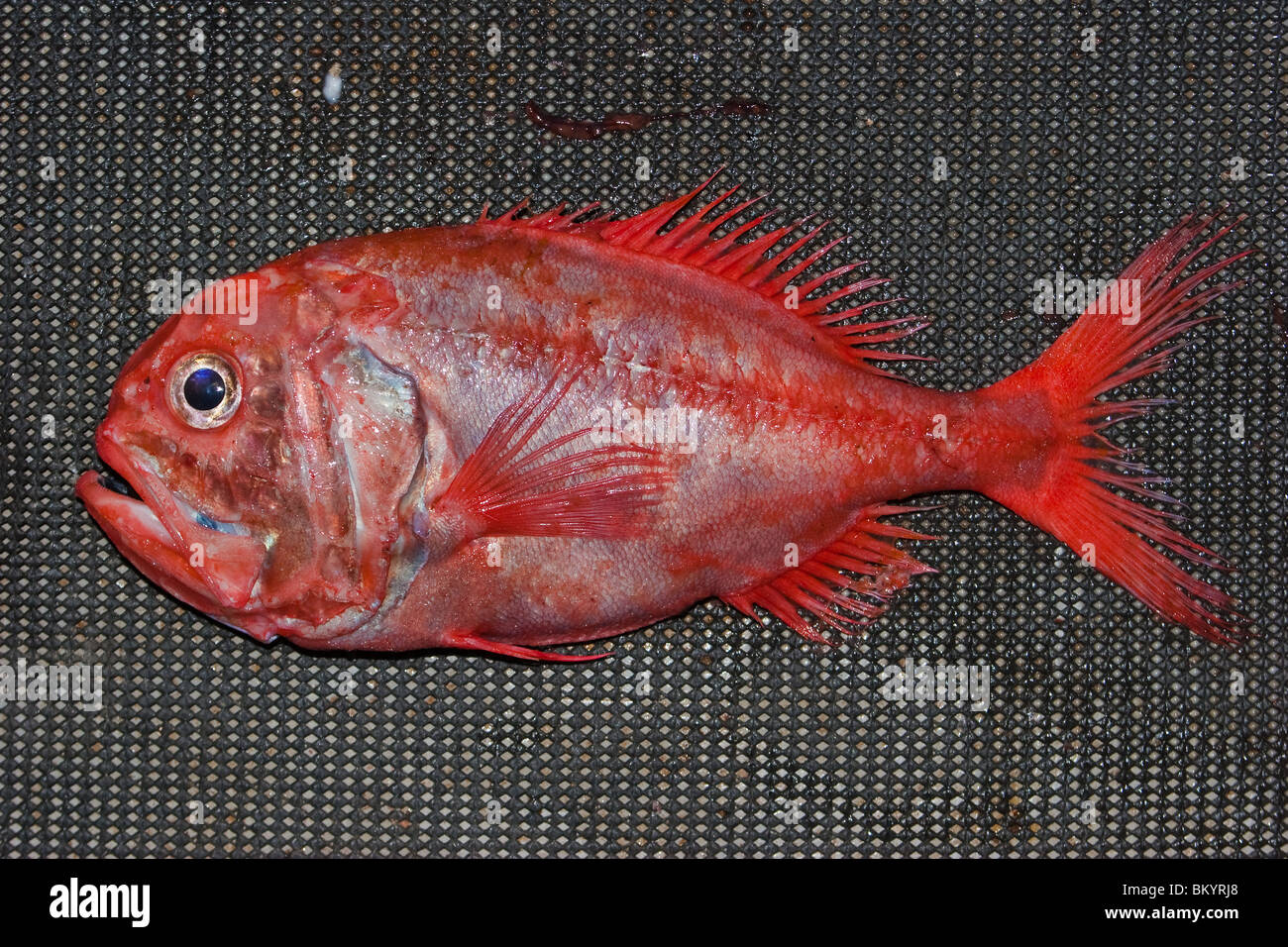 Freshly landed Orange Roughy (Hoplostethus Atlanticus), from a deepsea