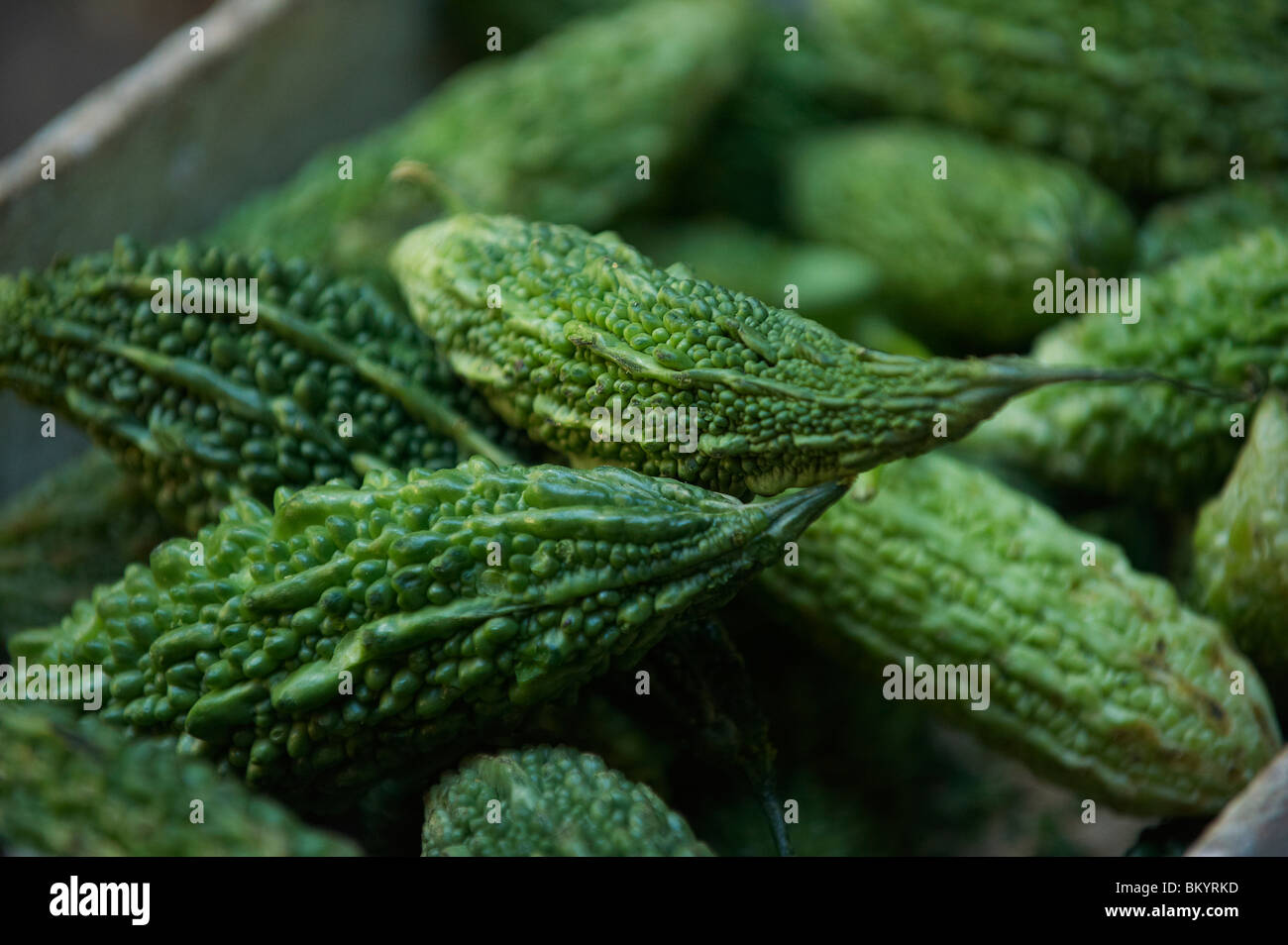 Bitter Cucumber High Resolution Stock Photography And Images Alamy