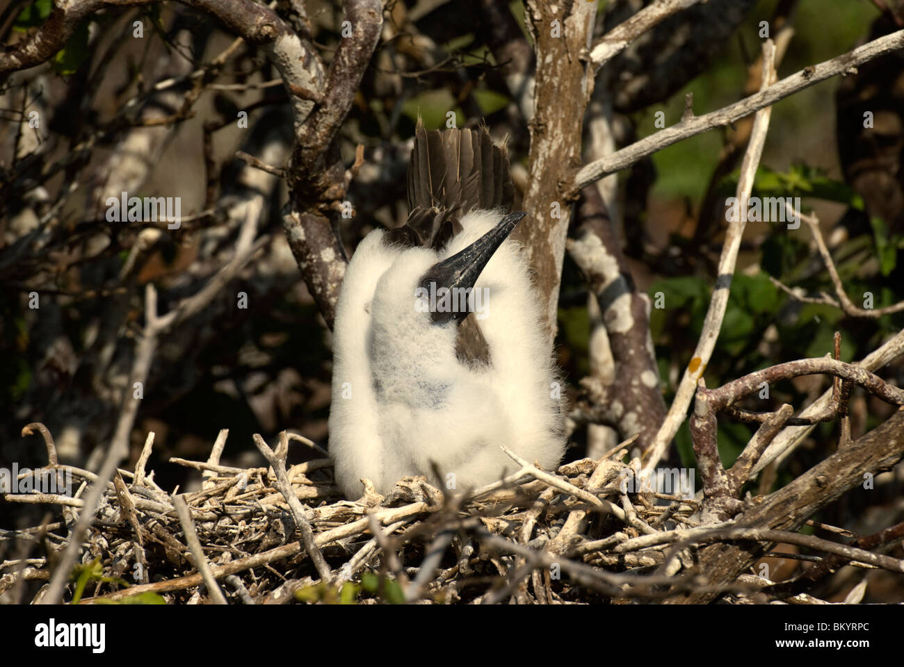 Red-footed Booby, Sula sula, chick Stock Photo