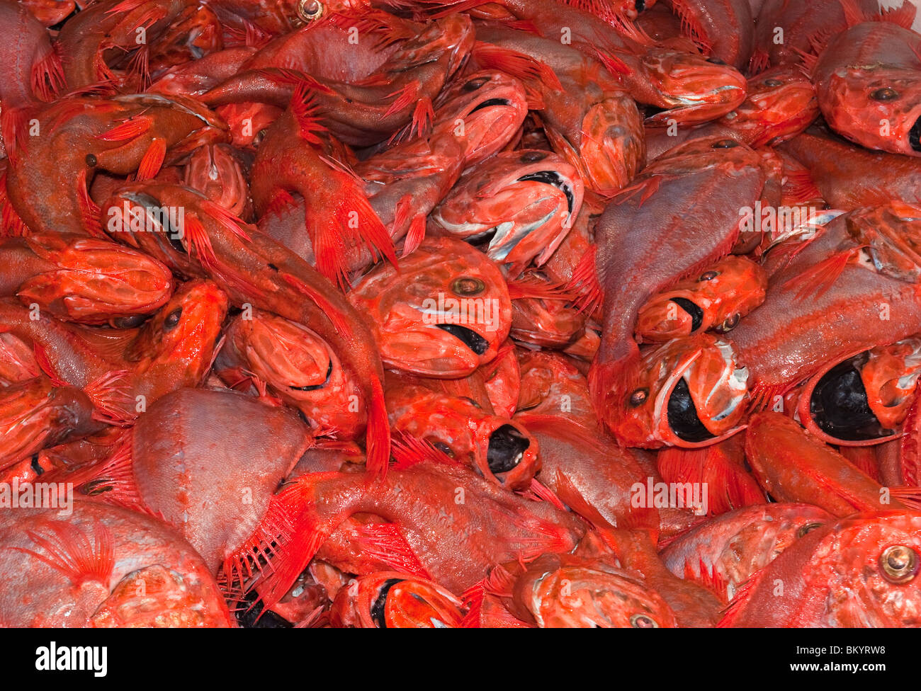 Freshly landed Orange Roughy, from a deep-sea trawl. Stock Photo