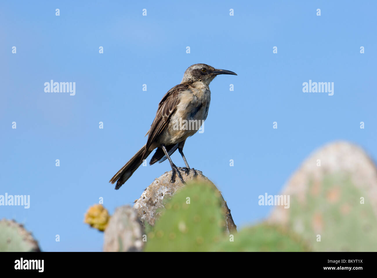 Galapagos Mocking Bird, Nesomimus parvulus Stock Photo