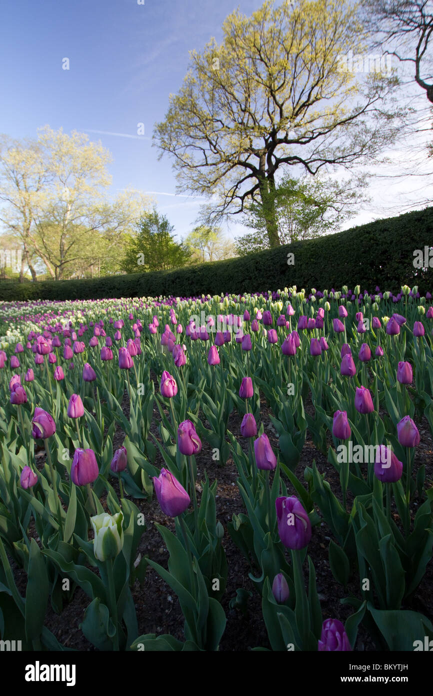 Purple and white tulips in bloom in the Conservatory Garden in New York