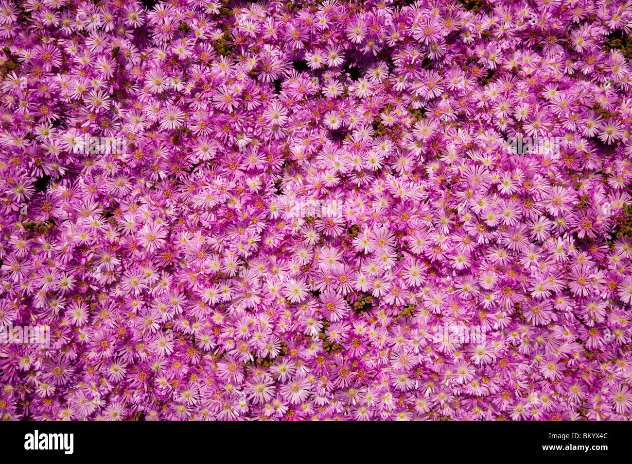 Flowers, Santa Monica, Los Angeles County, California, United States of