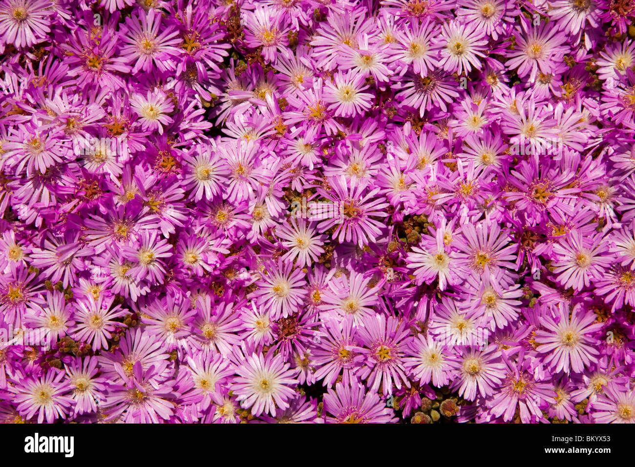 Flowers, Santa Monica, Los Angeles County, California, United States of