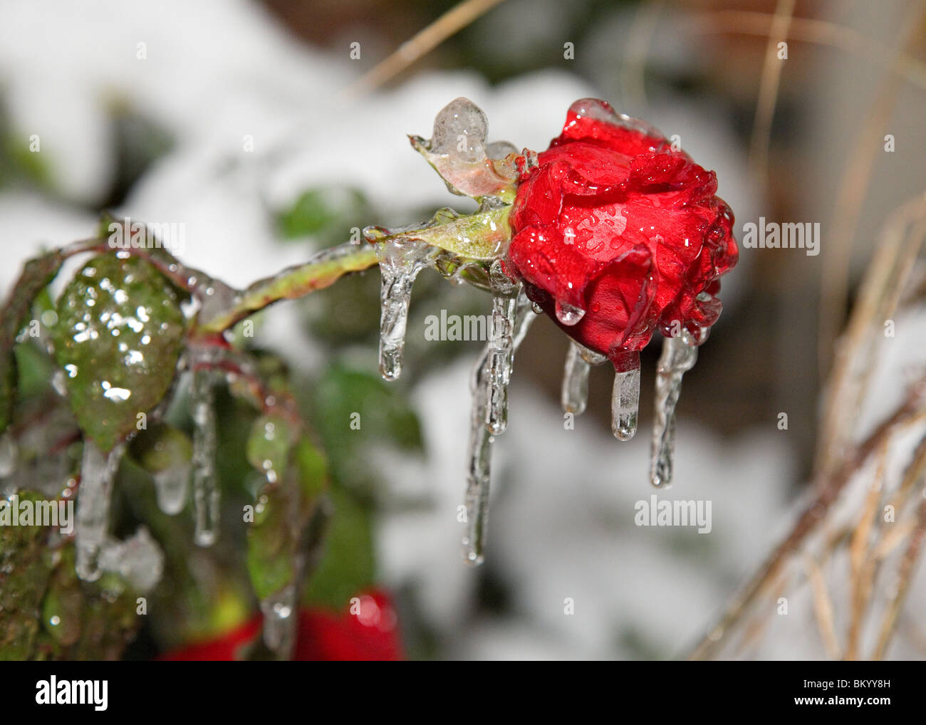 bright red rose during ice storm encased in ice and icicles Stock Photo