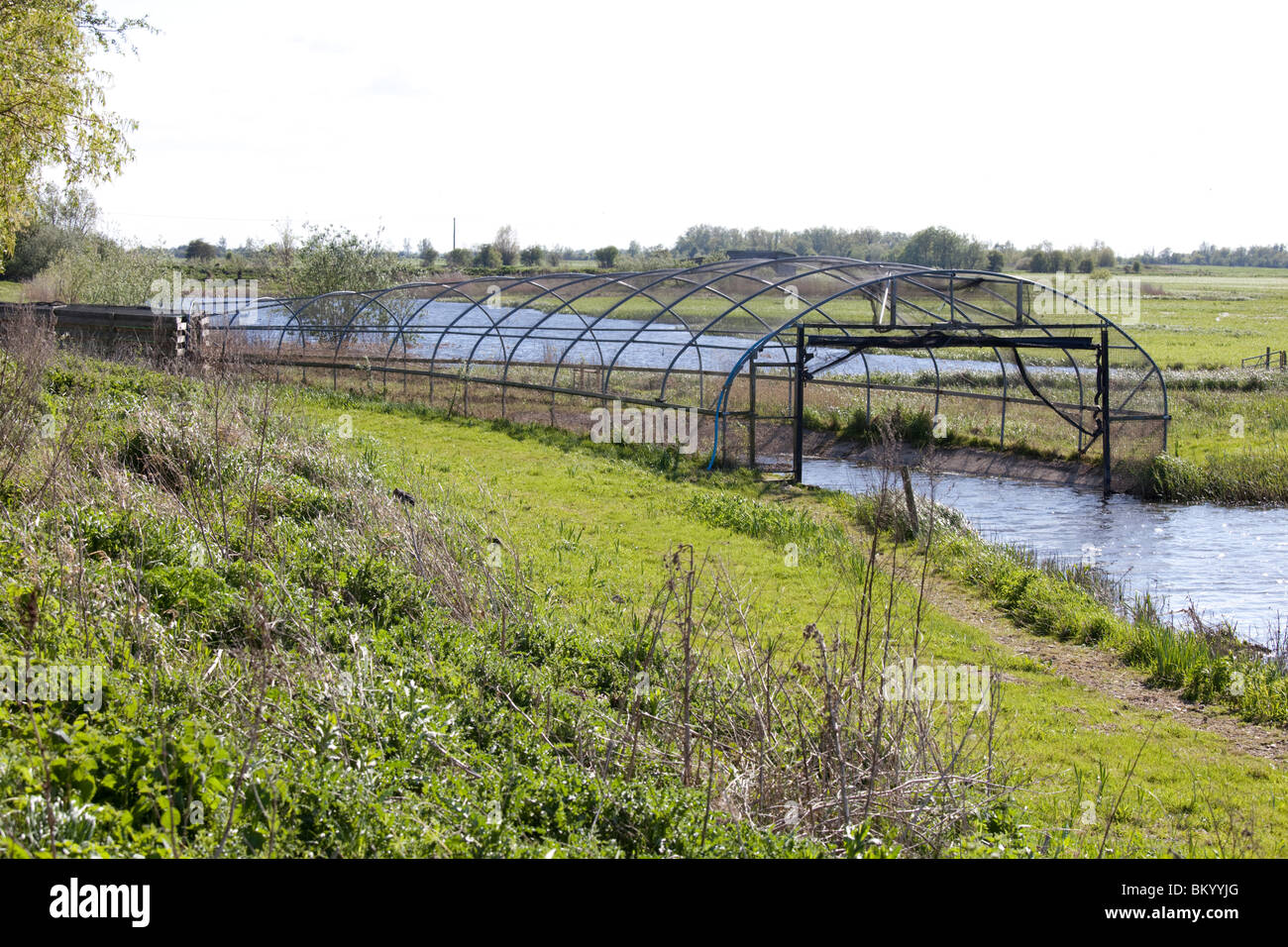 Duck decoy Wildfowl & Wetlands Trust Welney Norfolk UK Stock Photo Alamy