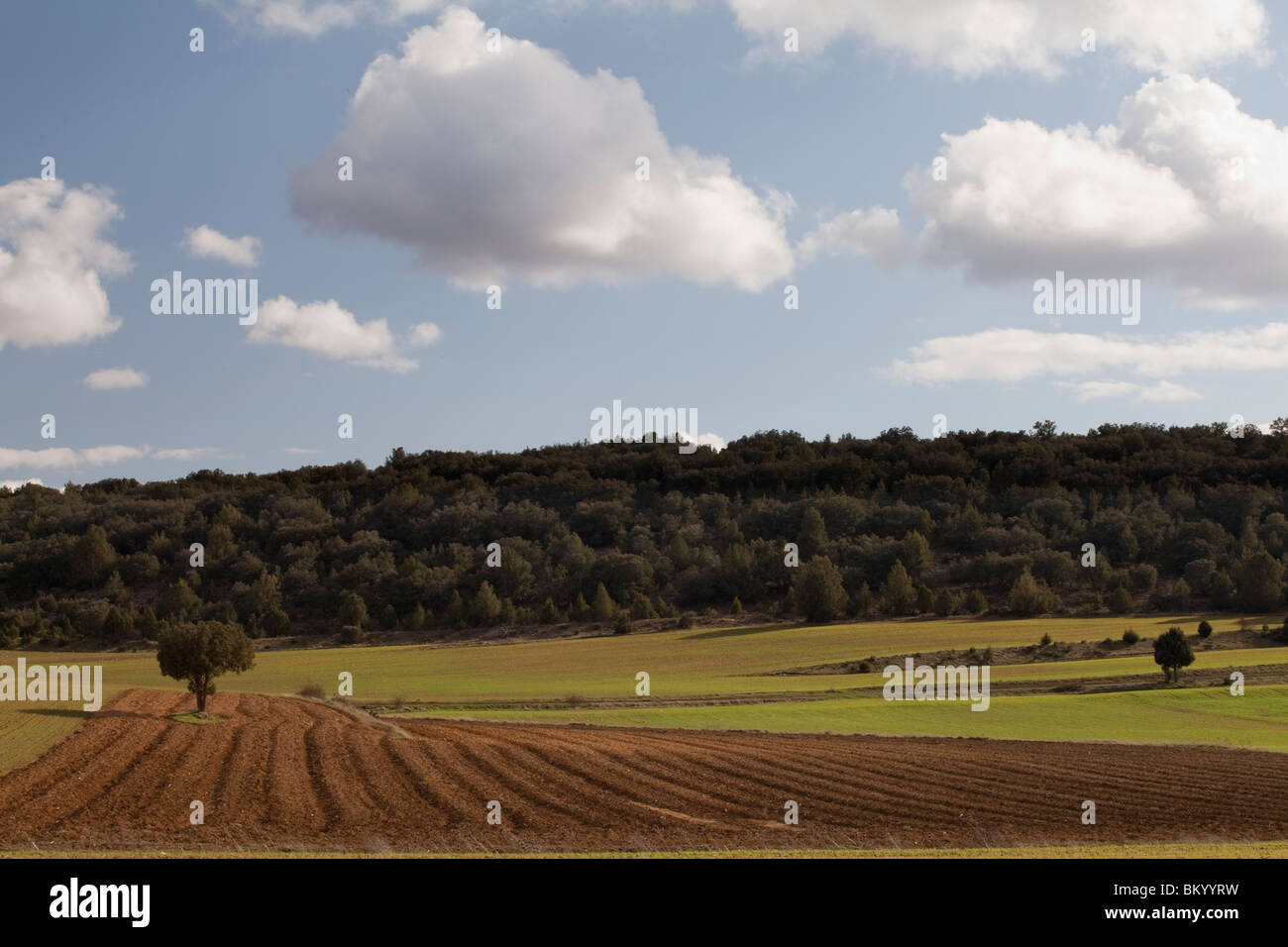 Crop land close to Calatañazor, Soria, Spain / Cultivos alrededor de Calatañazor, Soria, España Stock Photo